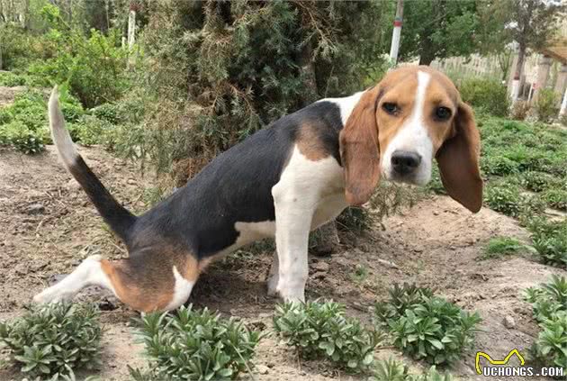 比格犬的性格特点及训练方法—记比格犬图图上学记
