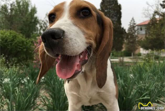 比格犬的性格特点及训练方法—记比格犬图图上学记