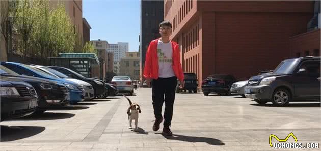 比格犬的性格特点及训练方法—记比格犬图图上学记