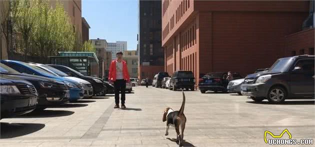 比格犬的性格特点及训练方法—记比格犬图图上学记