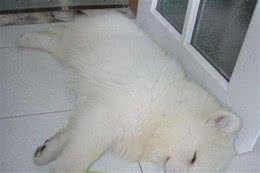 每天察看狗狗的睡姿是一大乐趣，还能暴露性格