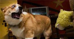 这5种东西对狗狗来说就是“病毒”，会让它很害怕，躲都来不及