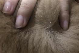 你家的狗狗皮毛“下雪花”嘛？狗狗有皮屑就是皮肤病？该怎么解决