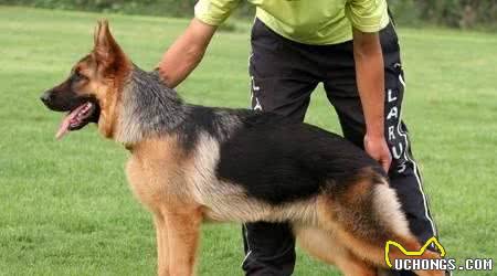 宠物狗训练过程18个技巧新手训爱犬的主要方法