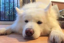 铲屎官在家也能轻松为爱犬洗澡，只是这六点豫备不能少！