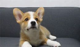 你不知道的小短腿—柯基犬