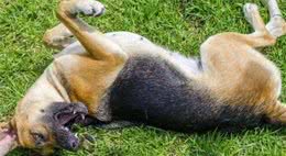 宠物犬患癫痫病，饲养者应当如何应对，以下治疗经验需把握