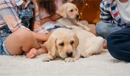 新手养狗，6条建议！不懂可能害了你的幼犬