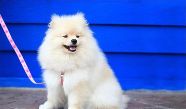 博美犬“初老”的症状，主人要重视，别错过陪同时间！