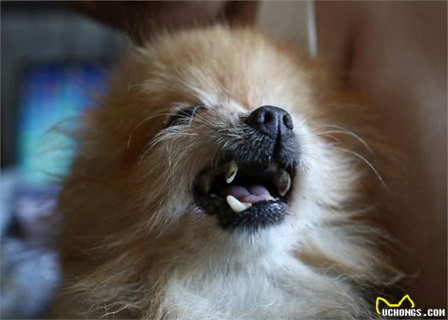 博美犬“初老”的症状，主人要重视，别错过陪同时间！