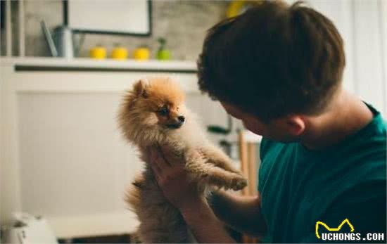 博美犬“初老”的症状，主人要重视，别错过陪同时间！