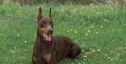 德国杜宾犬怎么养杜宾犬喜欢吃一些肉食