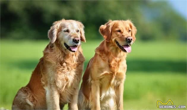 从幼年到老年，金毛犬的五个成长阶段，你都了解吗？