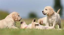 从幼年到老年，金毛犬的五个成长阶段，你都了解吗？