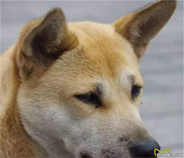 网友养了一只大丹犬，希望能保护自己，结果被一只变脸玩具吓飞了