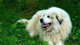 大白熊犬的饲养大白熊犬饲养需要注意事项