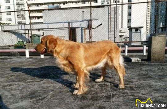 金毛犬肚子“爬满虫”的表现，一旦发现就要驱虫，越拖情况越糟