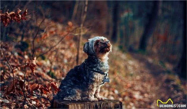 带你了解刚毛猎狐梗犬-Wirefoxterrier