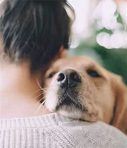 狗狗乱啃东西怎么办，看这篇文章就够了