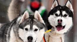 世界狂犬病日丨病死率100%，这类病可防不可治