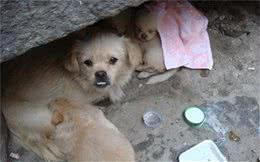 狗妈妈一家子住在道路的石凳下，心酸的母爱赢来好心人的救助！