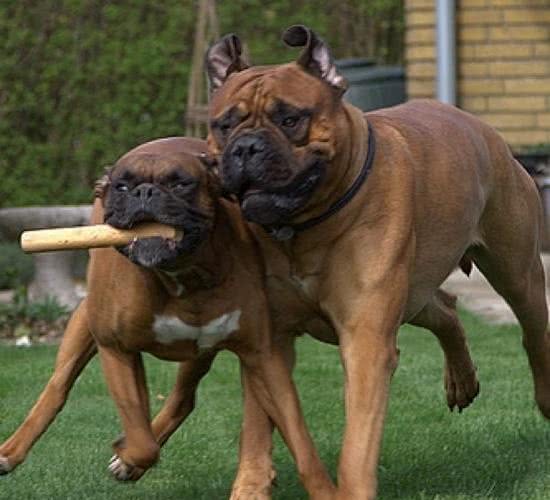 一女子及其西施犬遭5只斗牛獒撕咬，女子逃过一命，西施犬却..