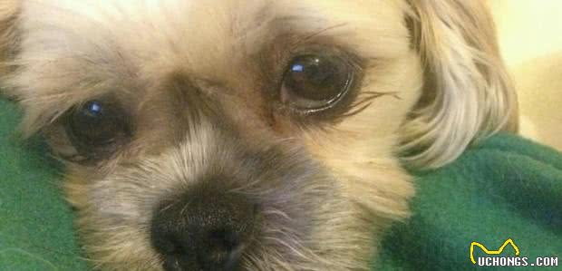 一女子及其西施犬遭5只斗牛獒撕咬，女子逃过一命，西施犬却..