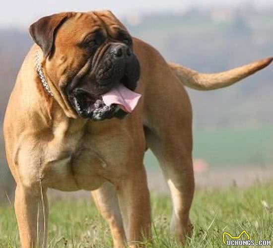 一女子及其西施犬遭5只斗牛獒撕咬，女子逃过一命，西施犬却..