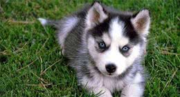 狗狗喜欢翻垃圾桶，除了调皮之外还多是这些毛病，别大意