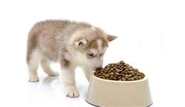 给狗吃犬粮到底好不好，这3个年龄段的人给出了不同的答案