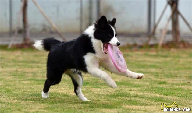 犬种科普介绍边境牧羊犬（边牧）