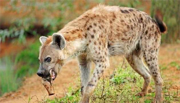 鬣狗属犬科还是猫科？其实它很另类，我国曾有最大鬣狗比东北虎大