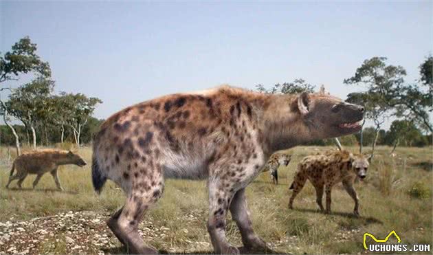 鬣狗属犬科还是猫科？其实它很另类，我国曾有最大鬣狗比东北虎大