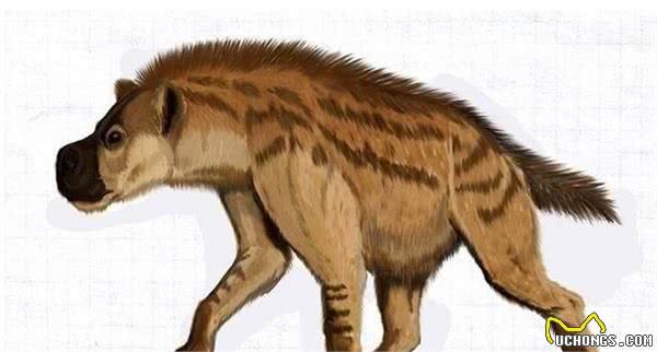 鬣狗属犬科还是猫科？其实它很另类，我国曾有最大鬣狗比东北虎大
