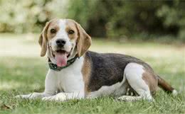 纯种犬都有自己的常见疾病，养之前就要有心理豫备，稀有犬种更难治