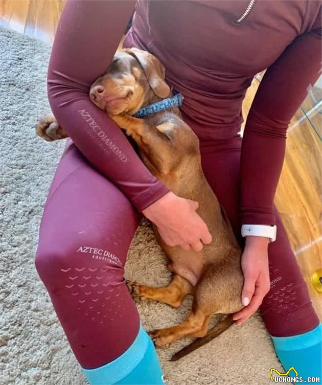 腊肠狗不慎走丢，妈妈苦找寻三天未果，最后想出这招竟把爱犬寻回