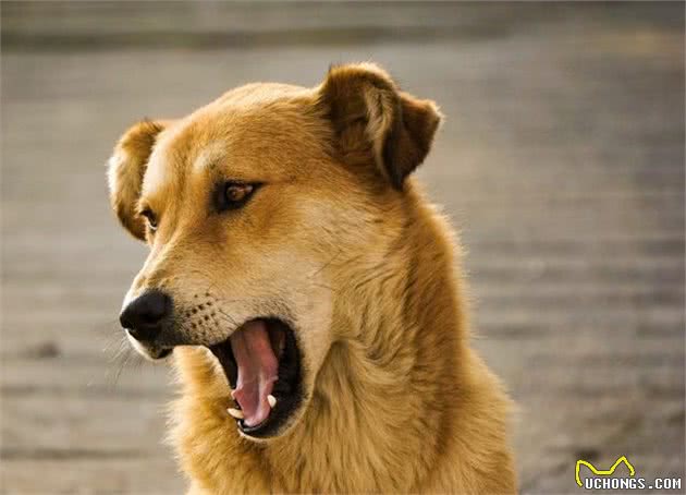 一病就病一窝的犬窝咳，感染了就要隔离，否则会传染给别的狗狗
