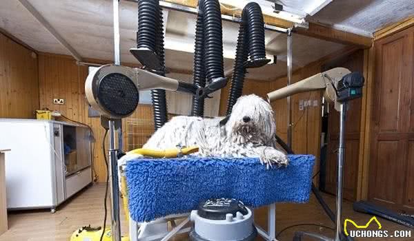 最容易认的狗，当属拖把狗可蒙犬，但难养洗澡都要花8个小时