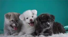 狗狗生病的8大征兆！及时发现可救它一命……