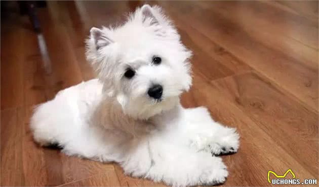 关于西高地白梗犬的9个梗~