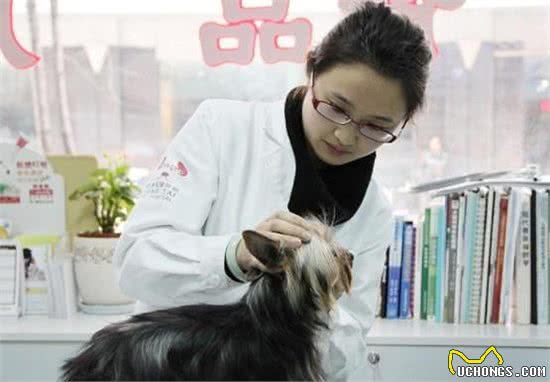 辟谣，狗狗其实不需要每一年接种疫苗，且昂贵犬八联与六联相差无几！