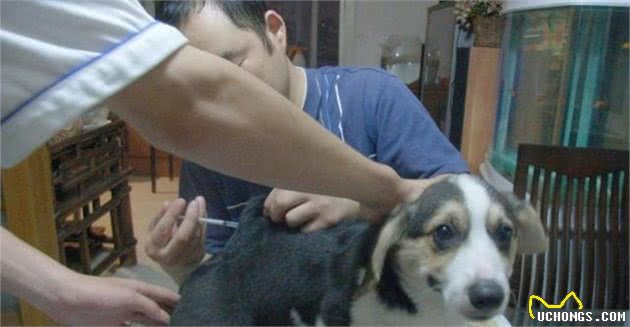 辟谣，狗狗其实不需要每一年接种疫苗，且昂贵犬八联与六联相差无几！