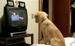 狗狗的十二个小趣闻~你都知道吗？