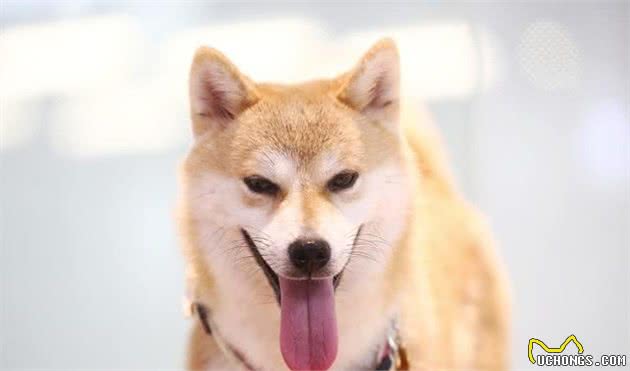 宠物疾病：犬细小病毒