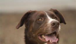 宠物疾病：犬细小病毒