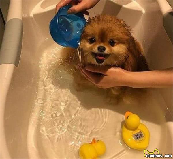 饲养博美犬时，这6个养狗误区，劝你别碰！