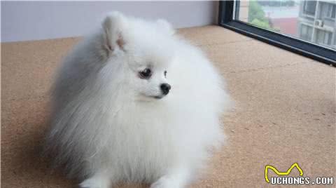 饲养博美犬时，这6个养狗误区，劝你别碰！