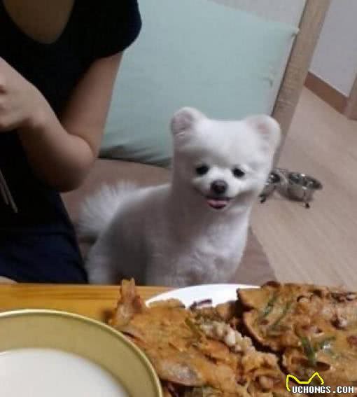 饲养博美犬时，这6个养狗误区，劝你别碰！