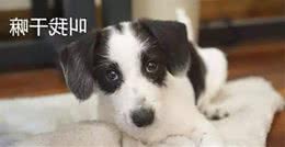 叫狗狗名字没反应？不是听力问题，是你没叫对