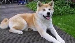 为什么秋田犬的价格那么高，而泰迪犬有那么多人养？